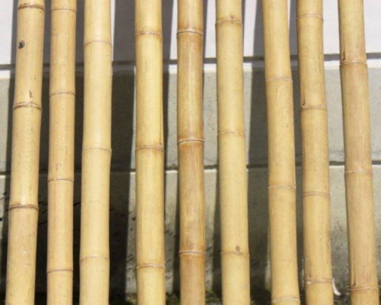 Bambusstangen aus Indonesien hellbraun und naturbelassen