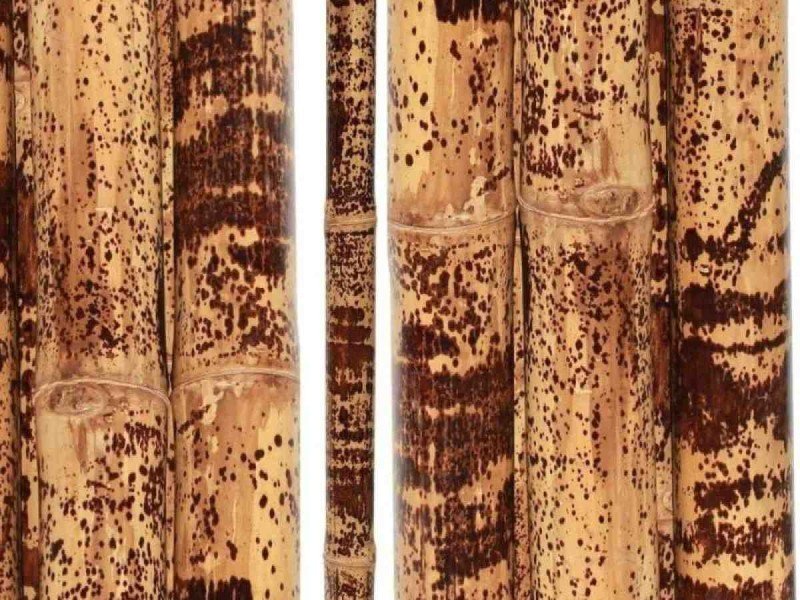 Bambusstangen aus Indonesien gefleckt und naturbelassen