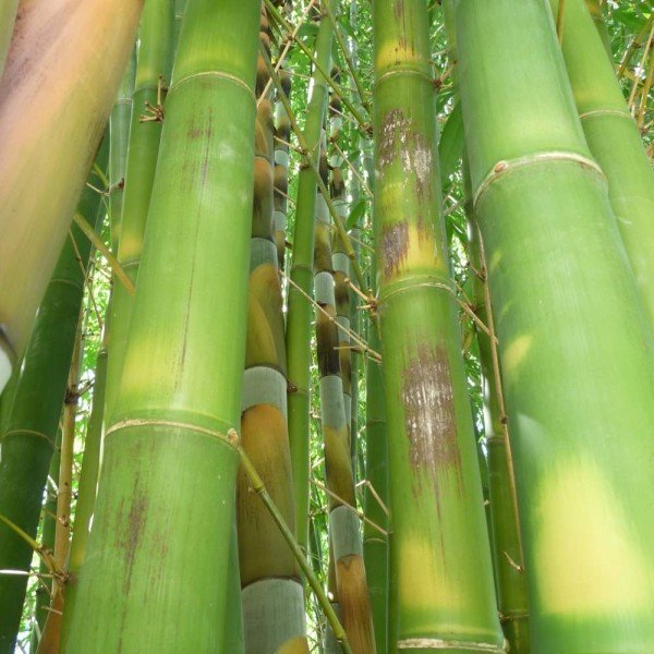 Giant Bambusstangen aus Indonesien mit dem grössten Durchmesser