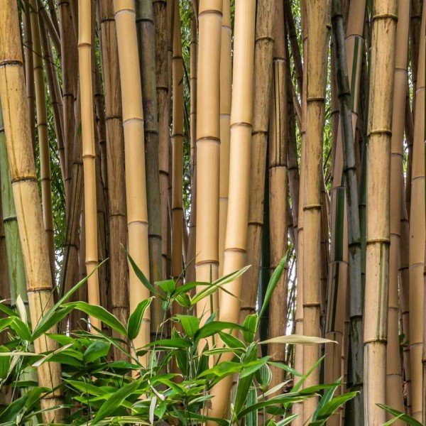 Talli Bambusstangen aus Indonesien