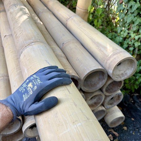 Giant Bambusrohre mit 15 cm Durchmesser